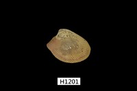 藏品(銀錦蛤)的圖片